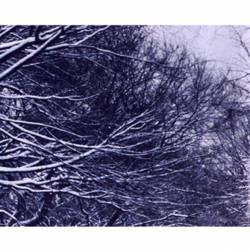 I Have the Right to Remain Silent (MCD)